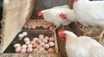 تراجع أسعار الدواجن والبيض اليوم السبت بالأسواق (موقع رسمي)